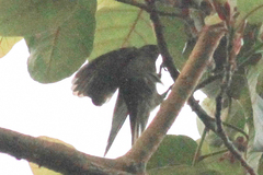 Indicatoridae