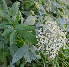Sambucus canadensis