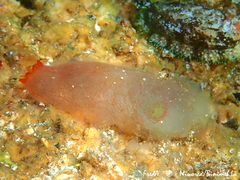 Ascidia mentula