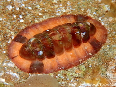 Callochiton