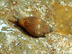 Columbella rustica