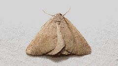 Pachycnemia tibiaria