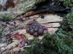 Lycogala epidendrum