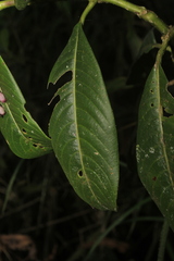 Palicourea deviae