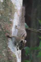 Paraxerus alexandri