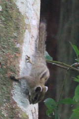 Paraxerus alexandri