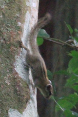 Paraxerus alexandri