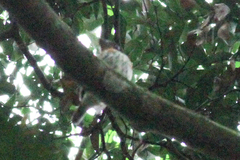 Smithornis rufolateralis