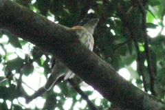 Smithornis rufolateralis