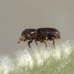 Micracis suturalis