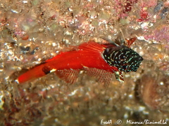 Tripterygion melanurus