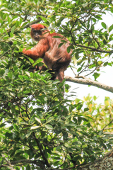 Semliki Red Colobus photo 2