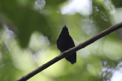 Lepidothrix velutina