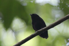 Lepidothrix velutina