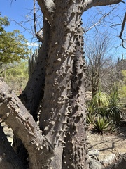 Ceiba aesculifolia
