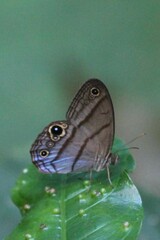 Amiga arnaca