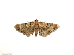 Chloroclystis lichenodes