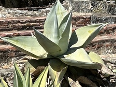 Agave guiengola