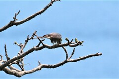 Harpagus bidentatus