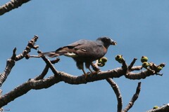 Harpagus bidentatus
