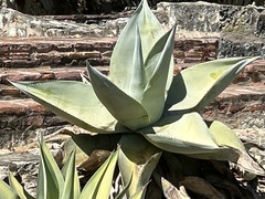 Agave guiengola