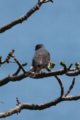 Harpagus bidentatus