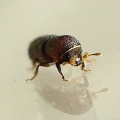 Micracis suturalis