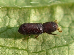 Micracis suturalis