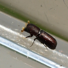 Micracis suturalis