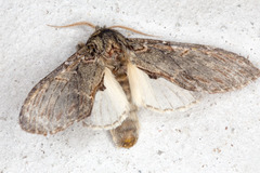 Peridea anceps