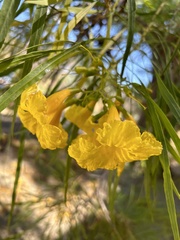 Astianthus viminalis