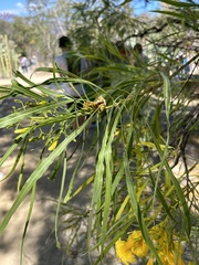 Astianthus viminalis