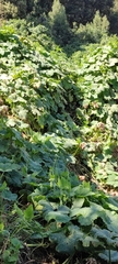 Cucurbita moschata