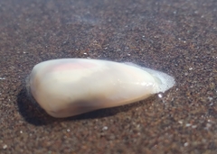 Amarilladesma mactroides