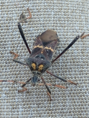 Leptoglossus zonatus