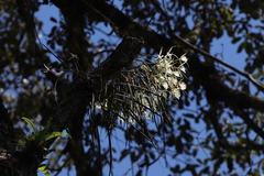 Brassavola