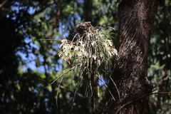 Brassavola
