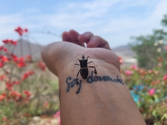 Leptoglossus zonatus