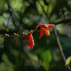 Crocosmia
