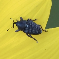Odontocorynus