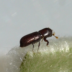 Micracis suturalis