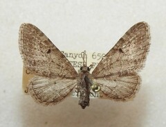Eupithecia nabokovi