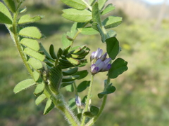 Biserrula pelecinus
