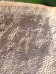 Trametes lactinea