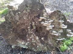 Trametes lactinea