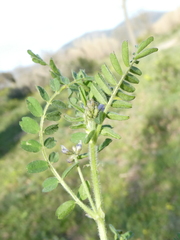 Biserrula pelecinus