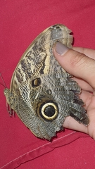 Caligo brasiliensis