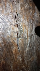 Phyllodactylus reissii