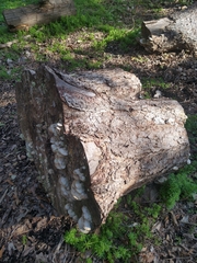 Trametes lactinea