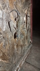 Phyllodactylus reissii